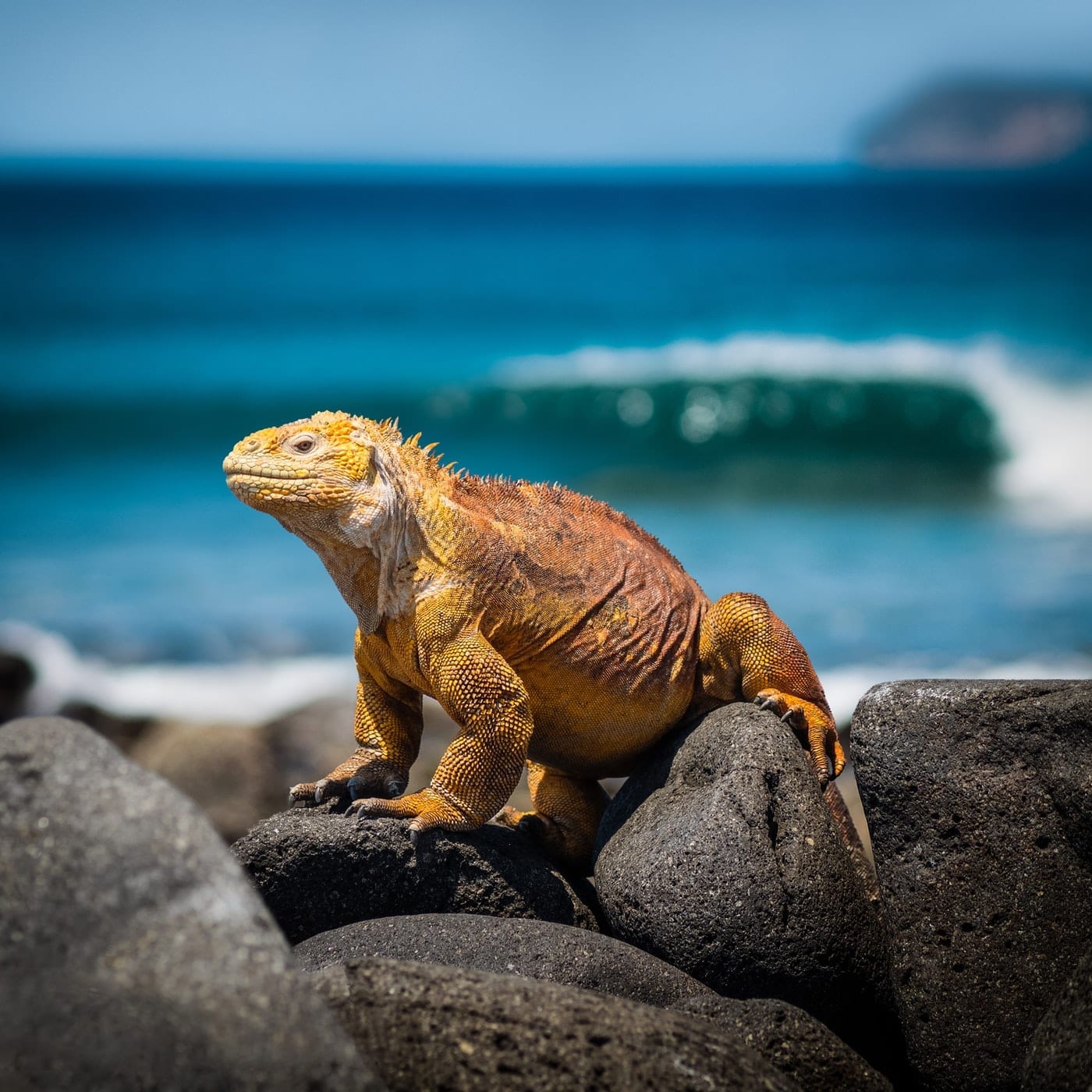 15 Tropical Facts about the Galapagos Islands Facts