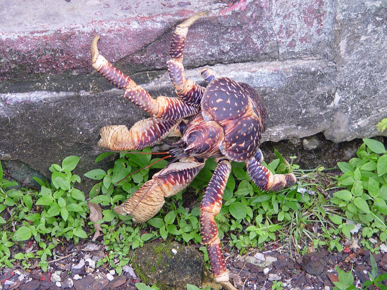 Cracking Facts About Coconut Crabs Fact City