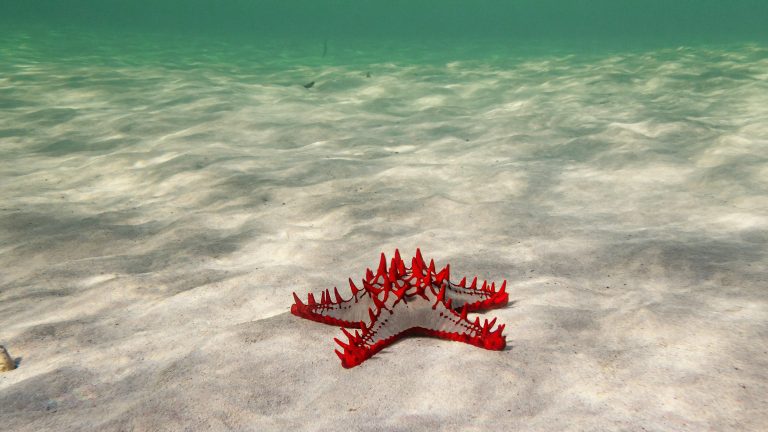 Stunning Facts About Starfish Fact City