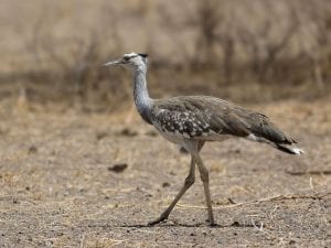 Arabian Bustard - a key species found within the Juba Game Reserve, South Sudan.