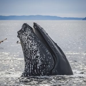 humpback whale