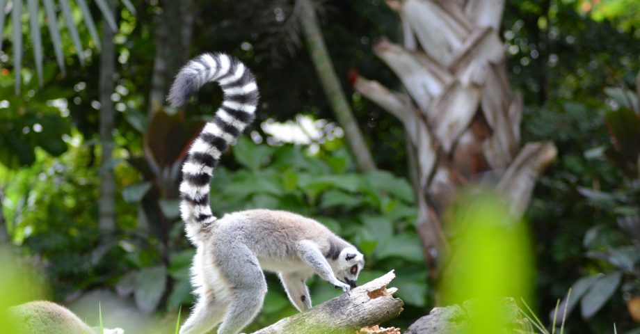 Interesting facts about Madagascar