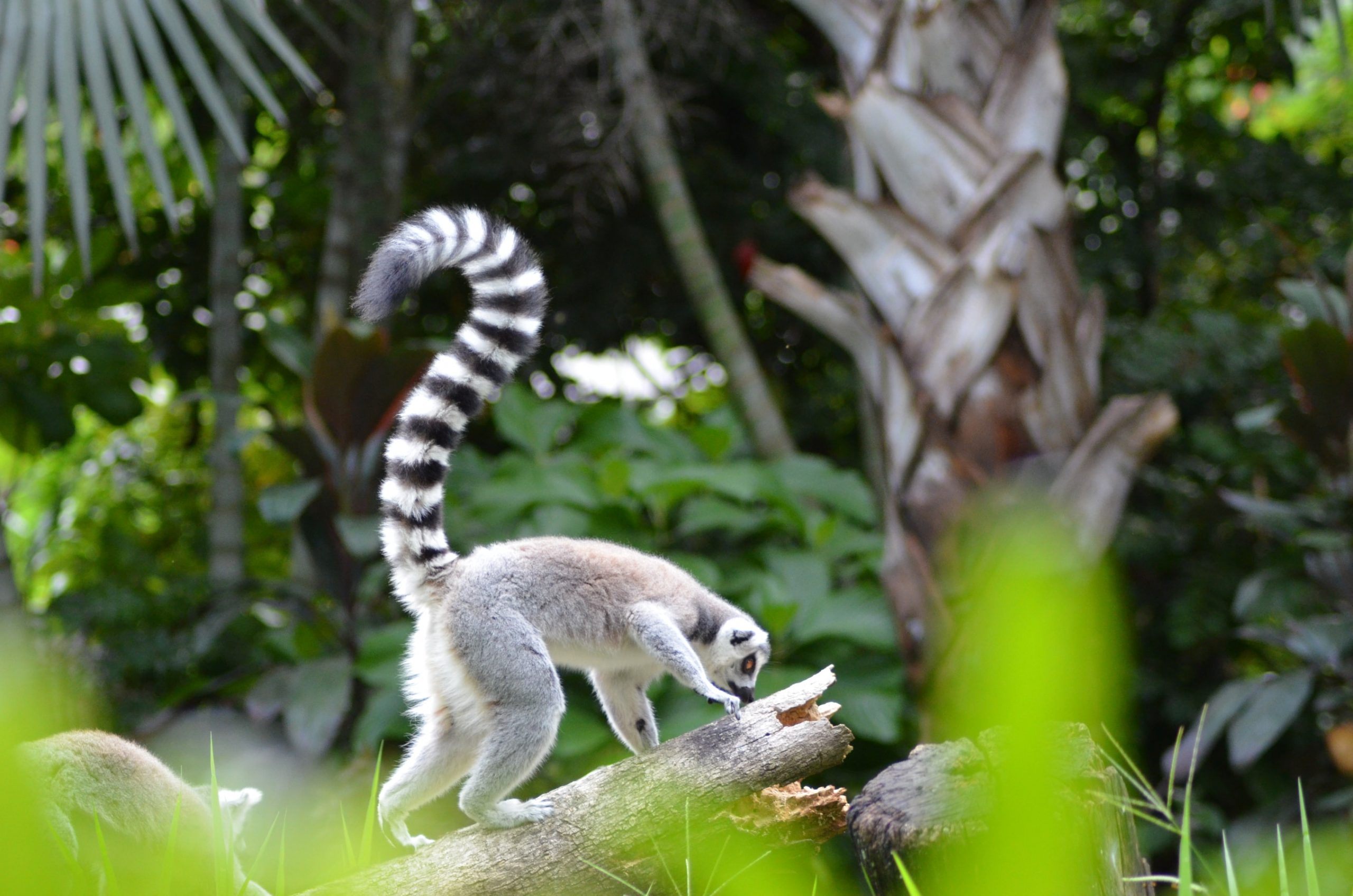 15 Magical Facts About Madagascar