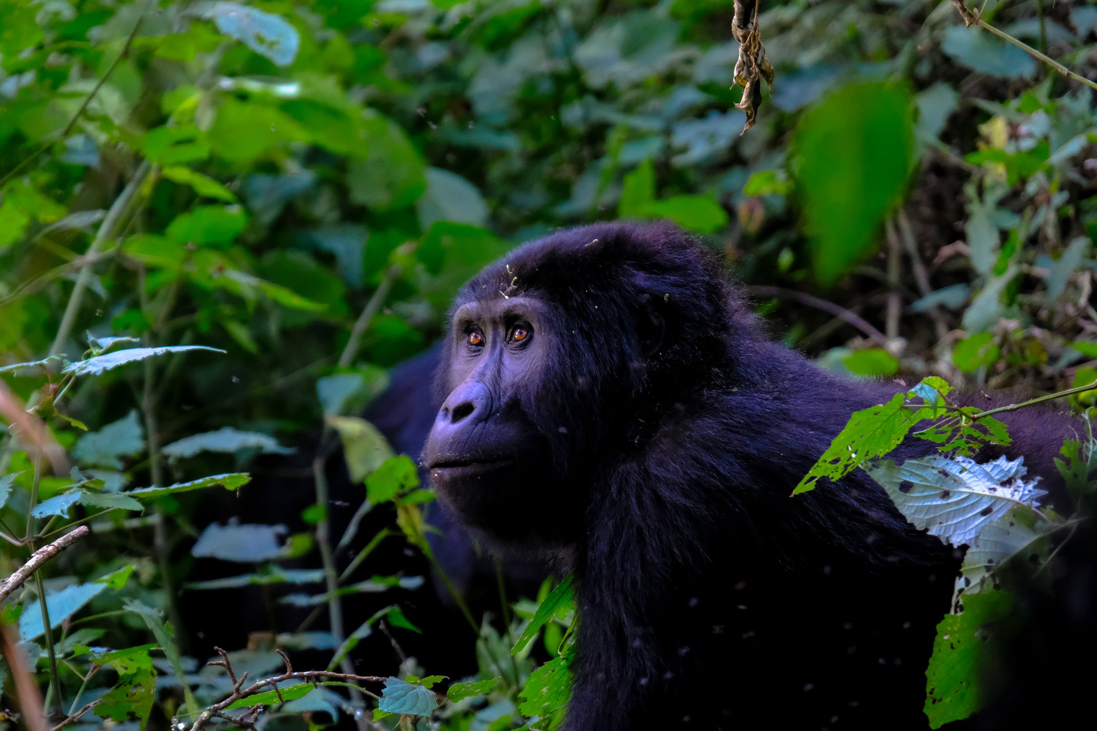 16 Refreshing Facts About Rwanda