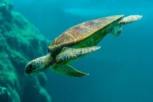 Sea Turtle swimming in the Indian Ocean