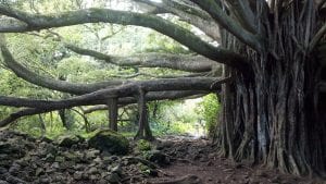 The Banyan Tree