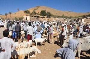 Animal market, Keren, Eritrea