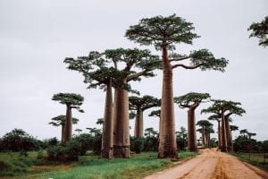 Baobab trees, Madagascar