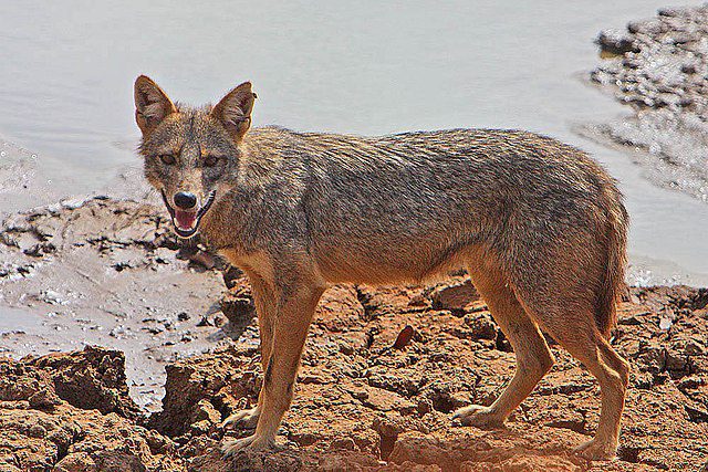 Golden Jackal