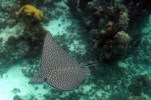 An Eagle Ray, gliding through the Caribbean seas of Turks and Caicos