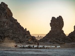 farmer with his animals in Lac Abbe, Djibouti