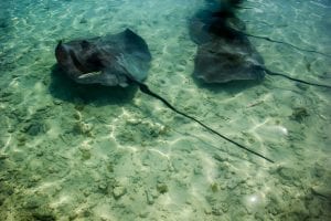 Sting rays in the shallows, Bora Bora