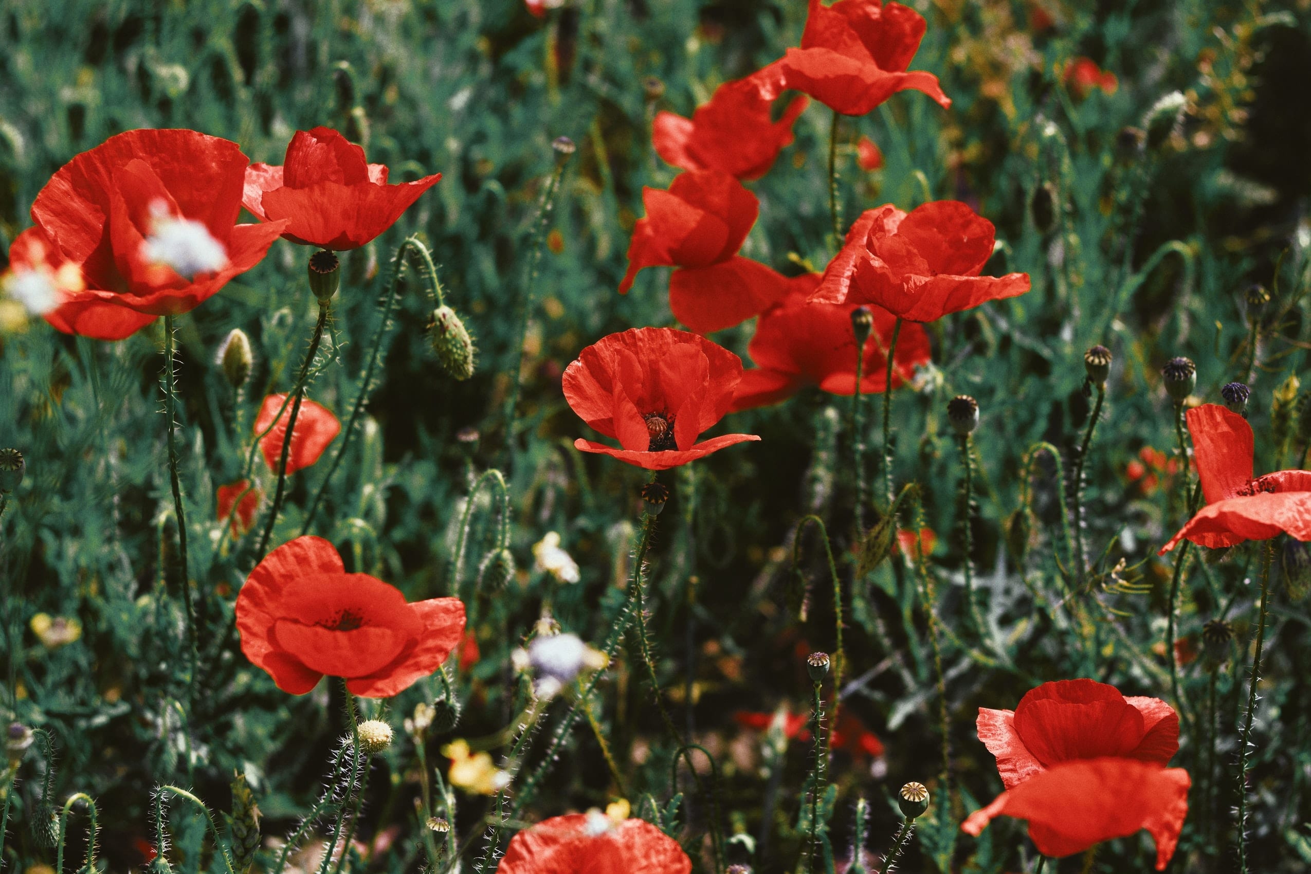 16 Astonishing Facts About Afghanistan