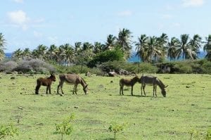 interesting facts about Basse-Terre