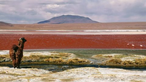 interesting facts about Bolivia