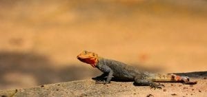 interesting facts about Cameroon