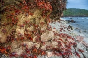 Ethel Beach, Christmas Island, crawling with red crabs