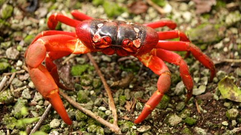 interesting facts about Christmas Island