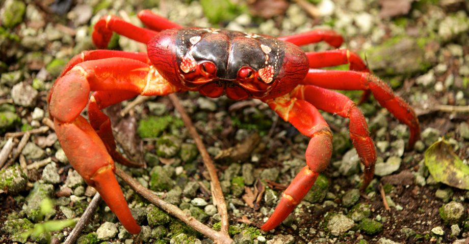 interesting facts about Christmas Island