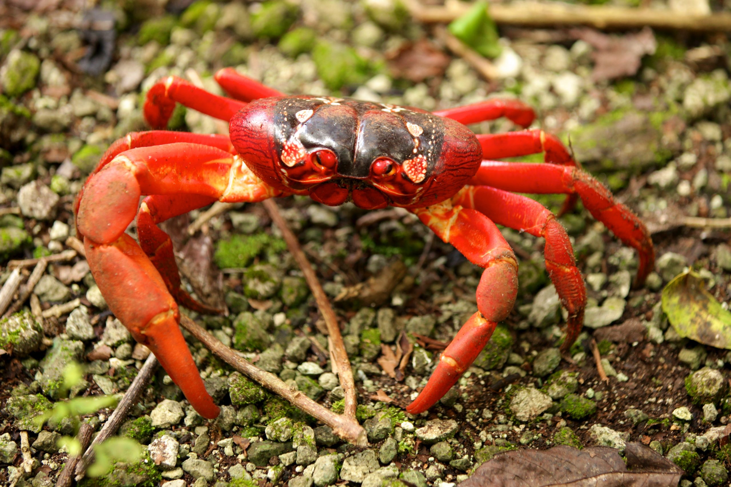 17 Cracking Facts About Christmas Island