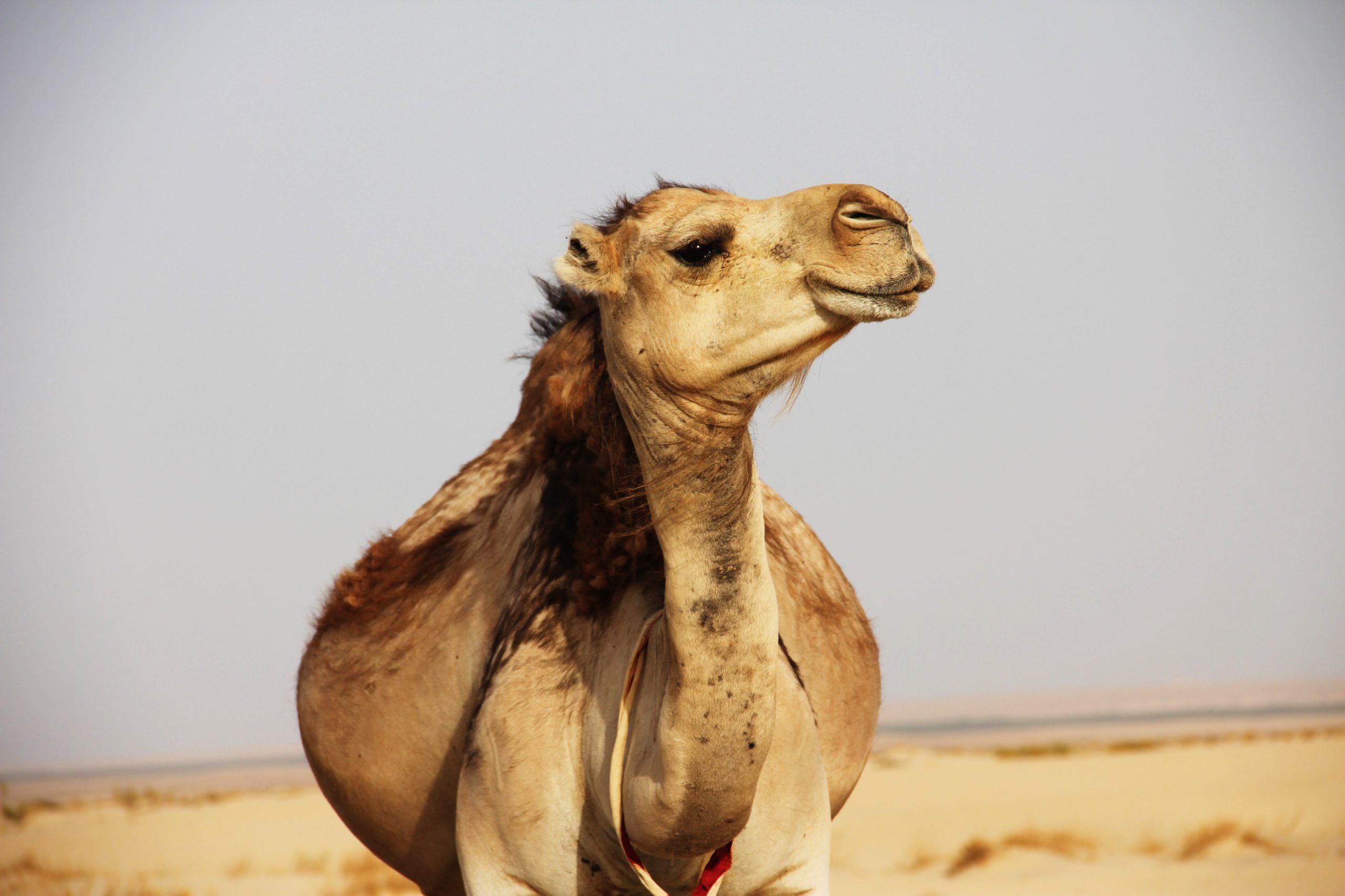 17 Top Facts About Tunisia