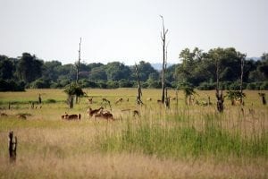 South Luangwa National Park, Zambia