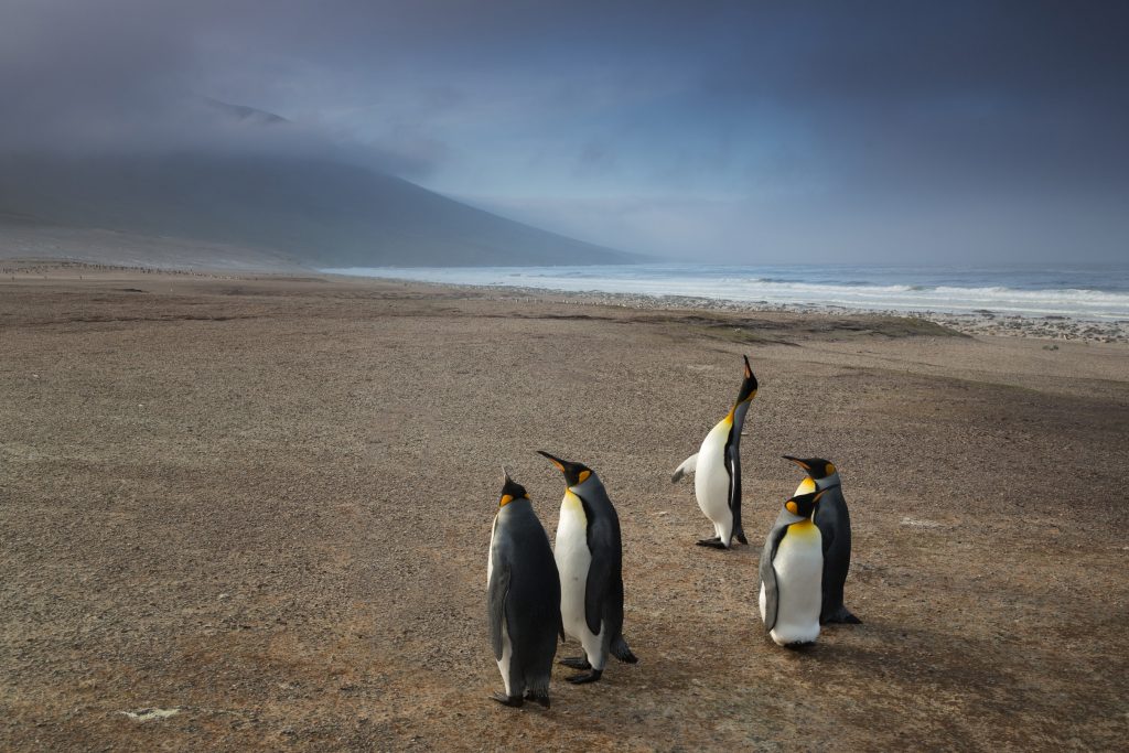 interesting facts about the Falkland Islands