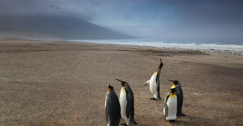 interesting facts about the Falkland Islands