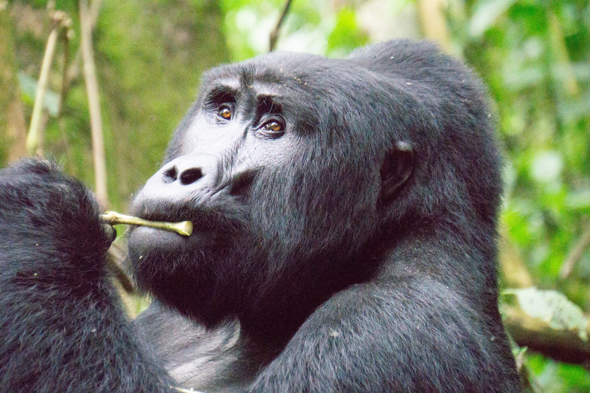18 Useful Facts About Uganda