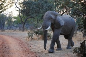 a large African elephant coming out of the bush