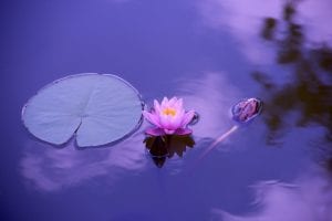 The Lotus Flower - India's national flower