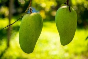 two mangos growing on the tree