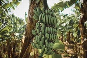 a banana tree full of bananas