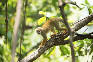 Monkey in the rainforest of Suriname