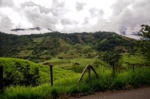 Coffee fields, Colombia 