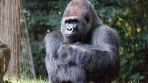 Silverback Gorilla, Equatorial Guinea