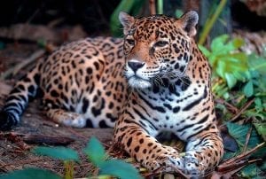 Facts about Jaguar Cats