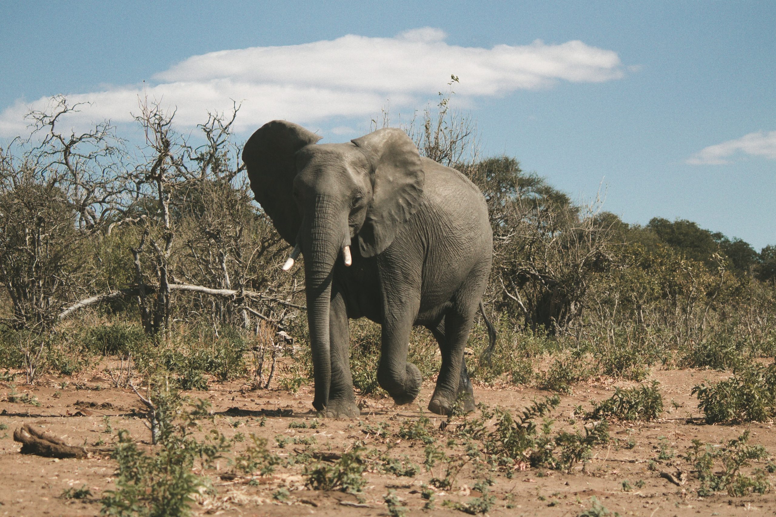17 Brilliant Facts About Botswana