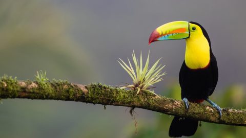 Interesting facts about Costa Rica