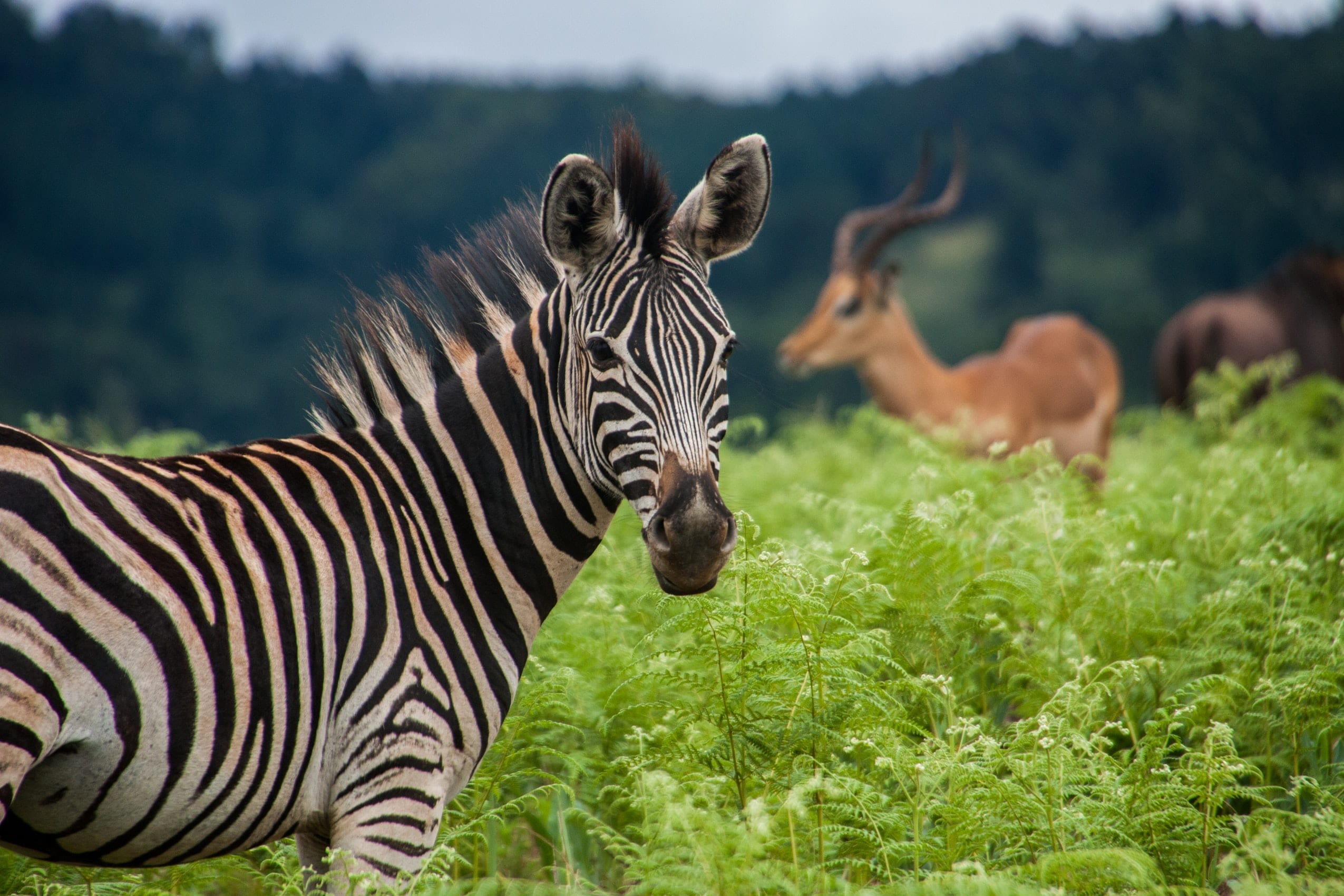 10 Spectacular Facts About Swaziland