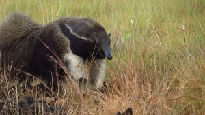 Giant Anteater