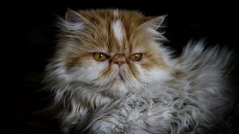 Persian Cat