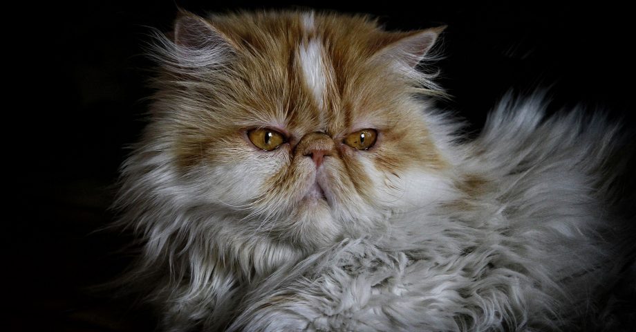 Persian Cat