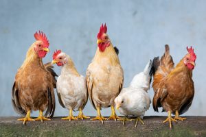 Chickens love the colour red