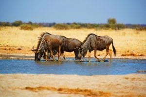 Tutume, Botswana