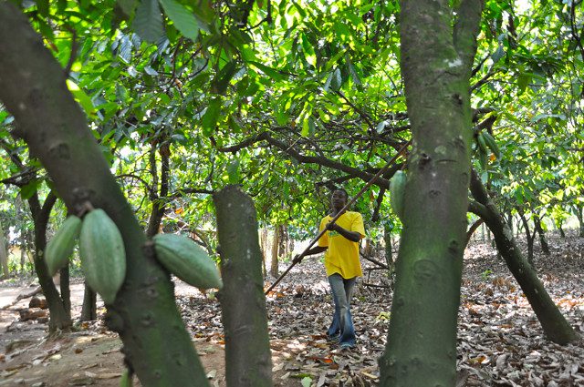 cocoa in Ghana