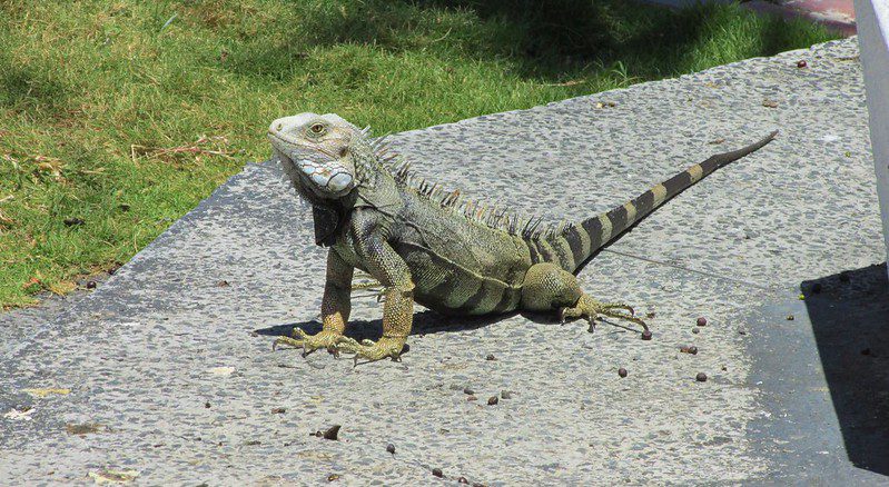 Iguana in Aruba