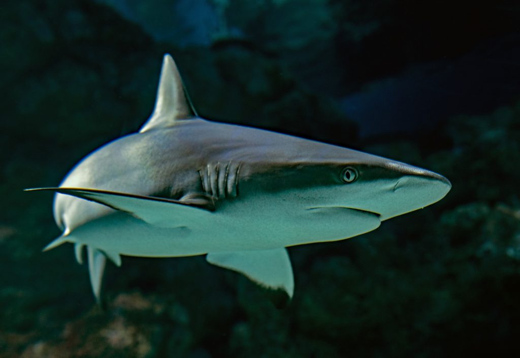 facts about sharks