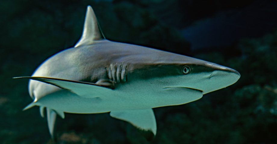 facts about sharks