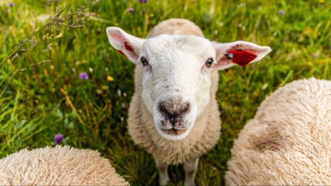 fun facts about sheep